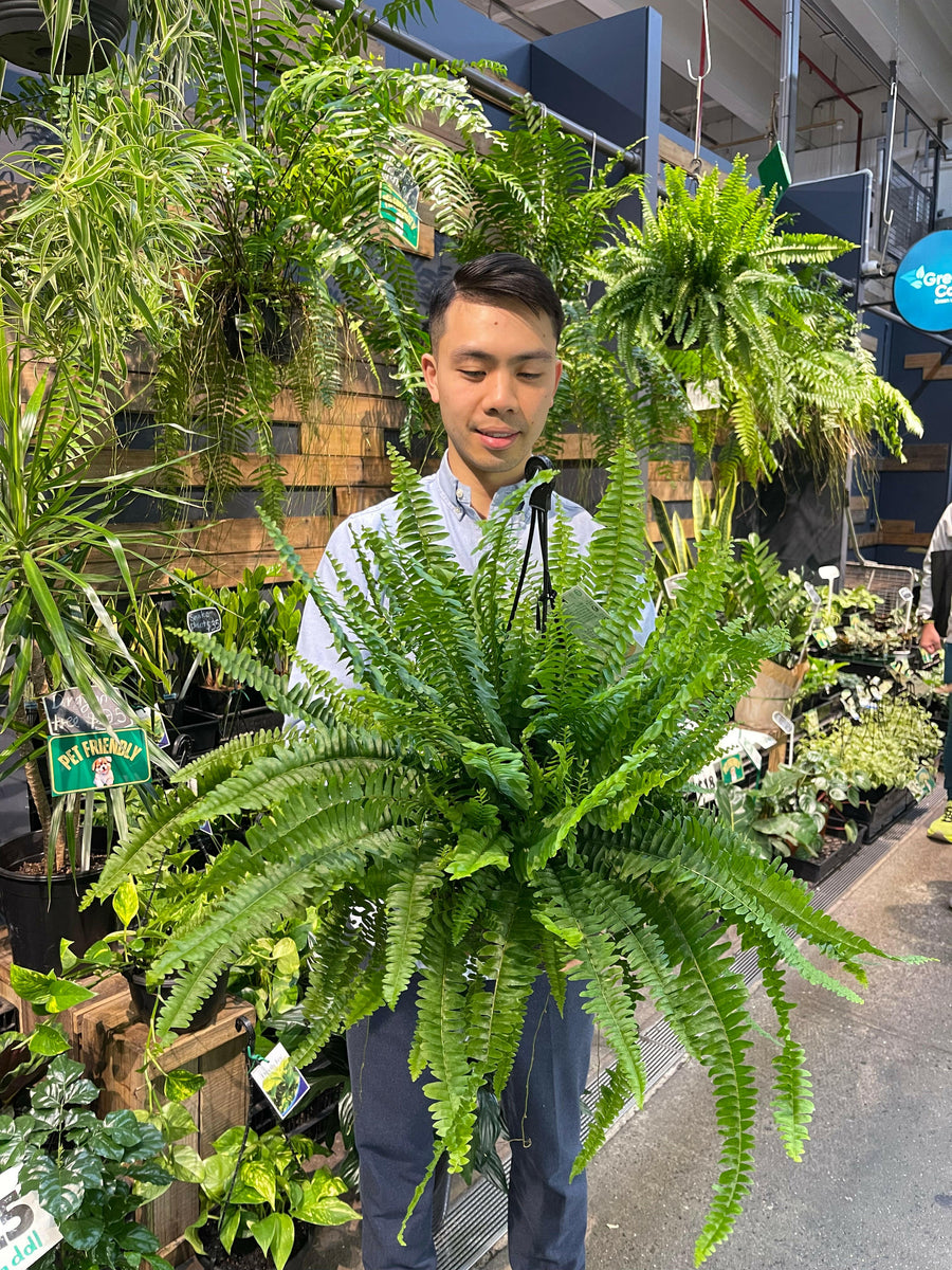 Boston Fern Nephrolepis Exaltata.