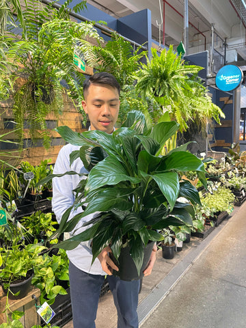Spathiphyllum Peace Lily Sweet Romano