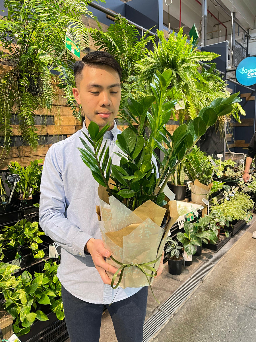Zanzibar Gem (Zz Plant)