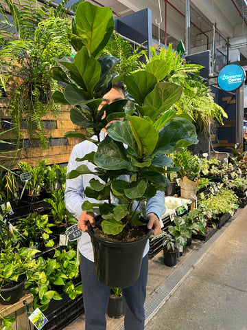 Bambino Fiddle Leaf Fig