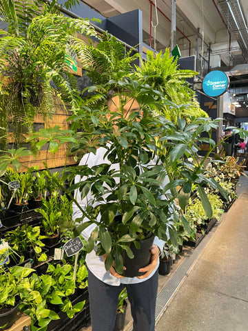 Dwarf Umbrella Plant 200mm