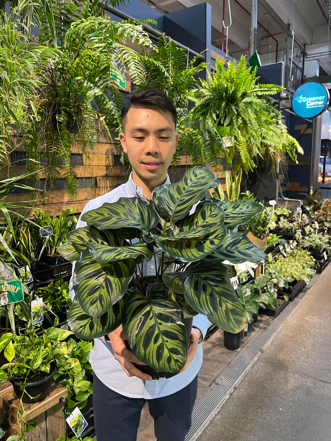 Calathea Makoyana Peacock Plant.