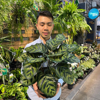 Calathea Makoyana Peacock Plant.
