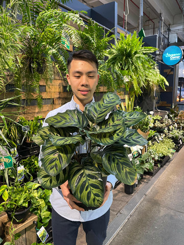 Calathea Makoyana Peacock Plant