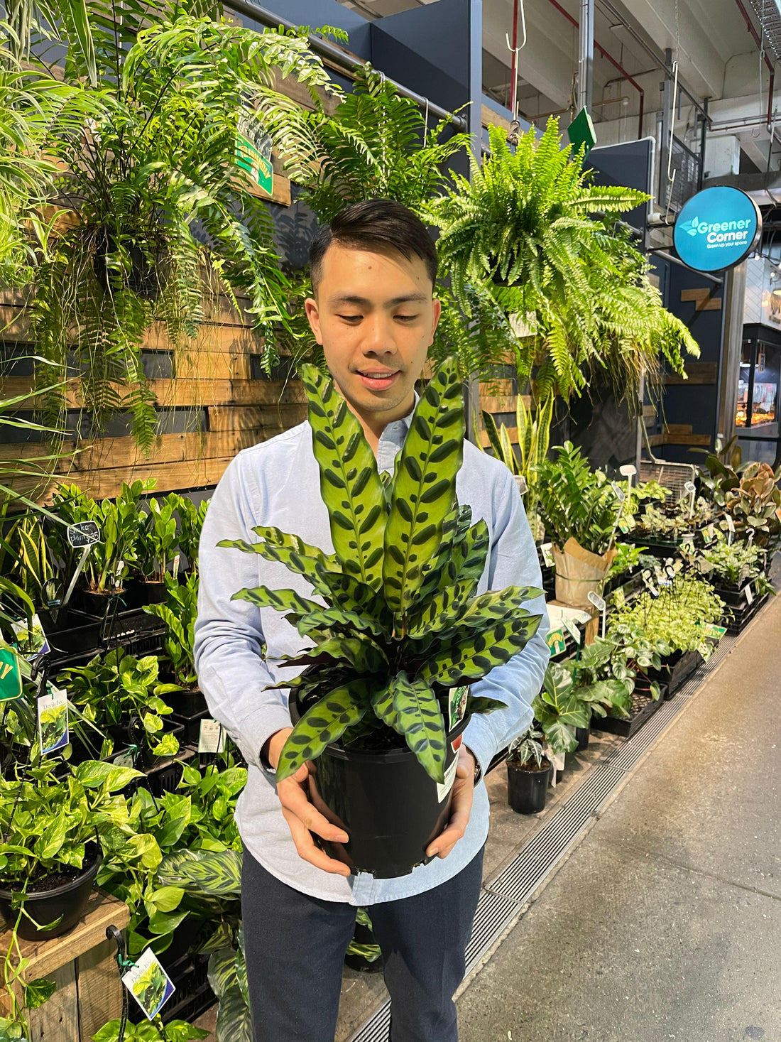 Calathea Lancifolia Rattlesnake Plant