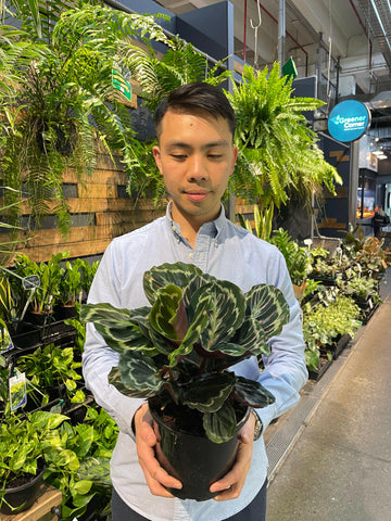 Calathea Roseopicta