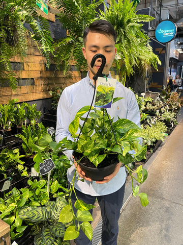 Golden Pothos Devil’s Ivy (Hanging Basket)