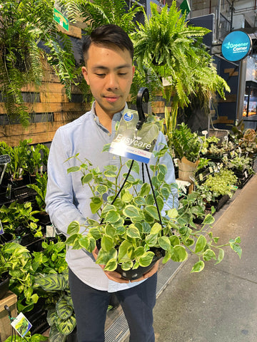 Peperomia Scandens Varigata Cupid 200mm (Hanging basket)