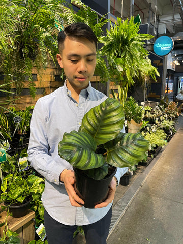 Calathea Fasciata 170mm