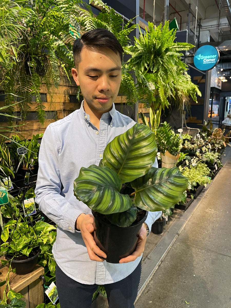 Calathea Fasciata 170mm.