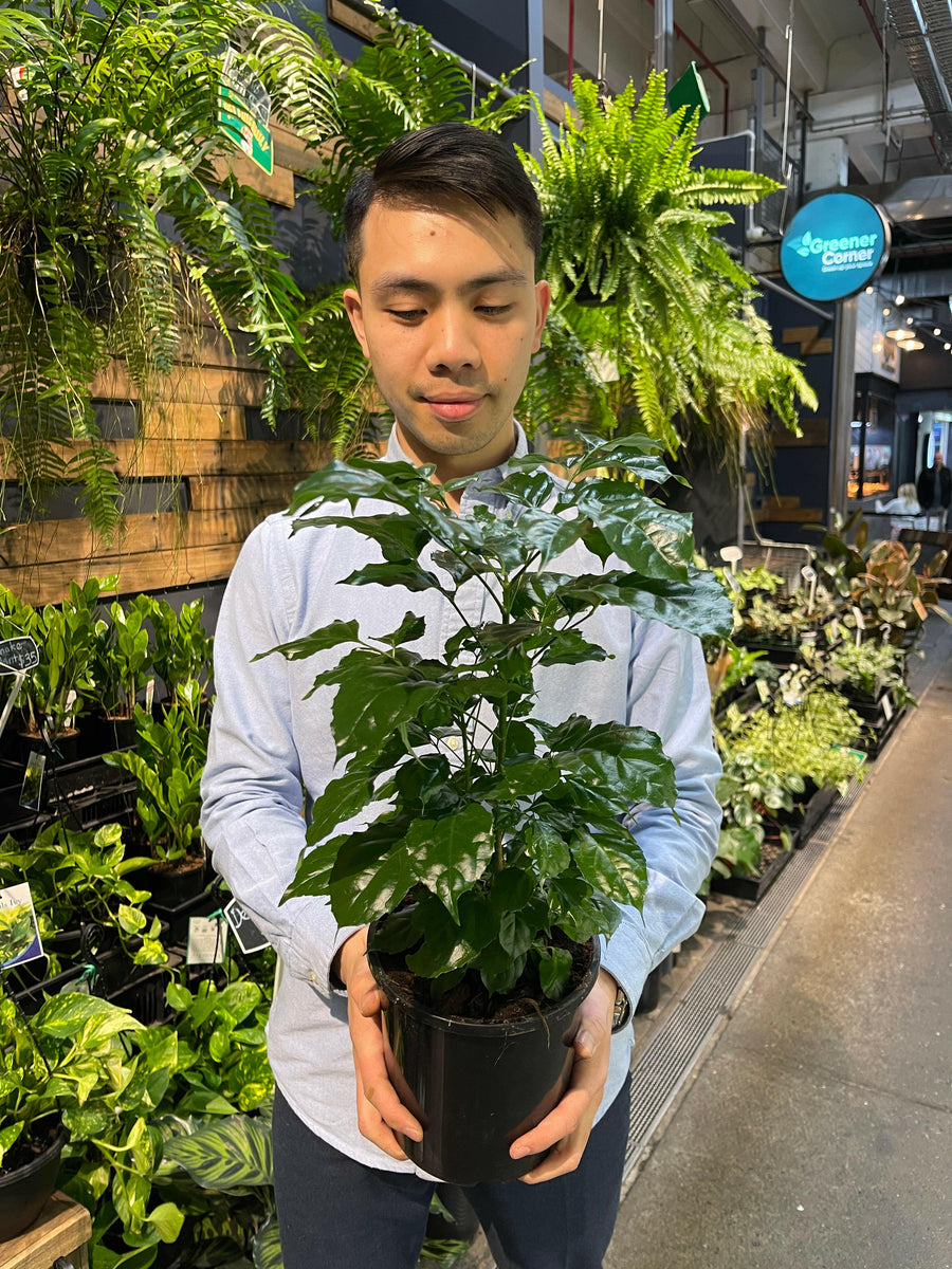 Radermachera Sinica China Doll Plant