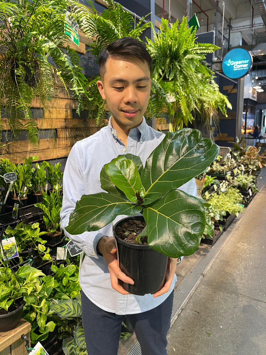 Fiddle Leaf Fig.