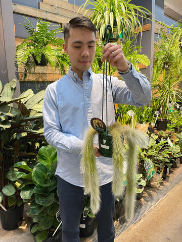 Large monkey's tail cactus 130mm