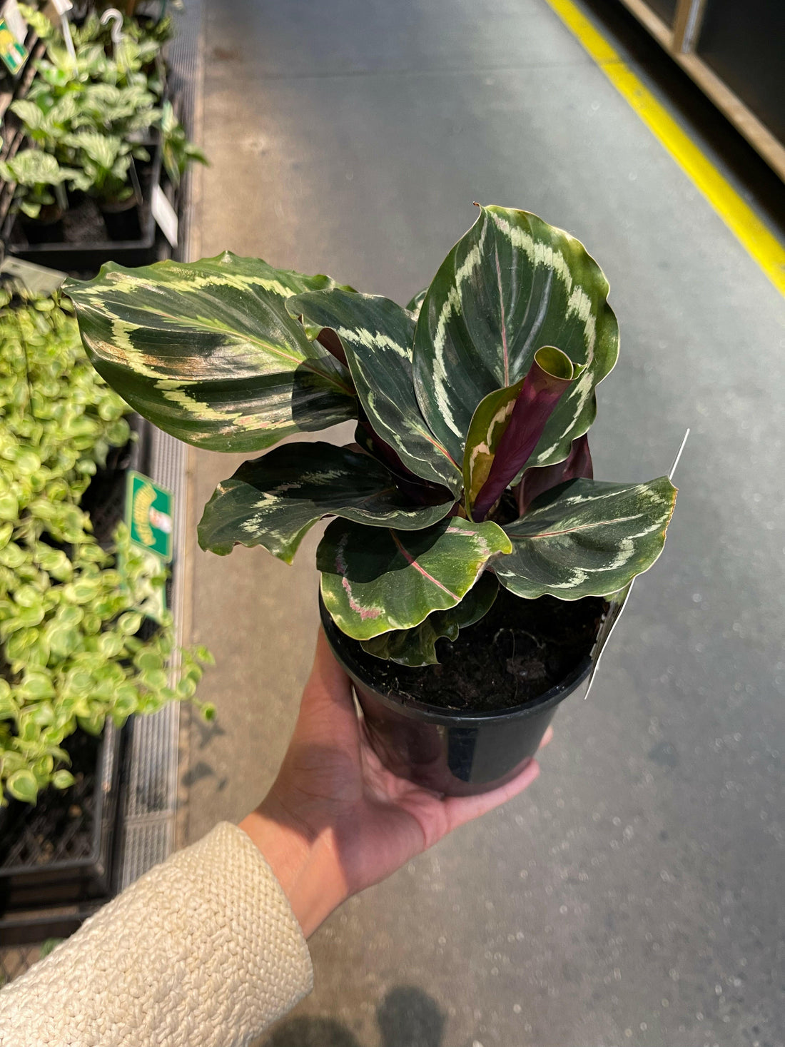 Calathea Roseopicta