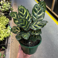 Calathea Makoyana Peacock Plant.