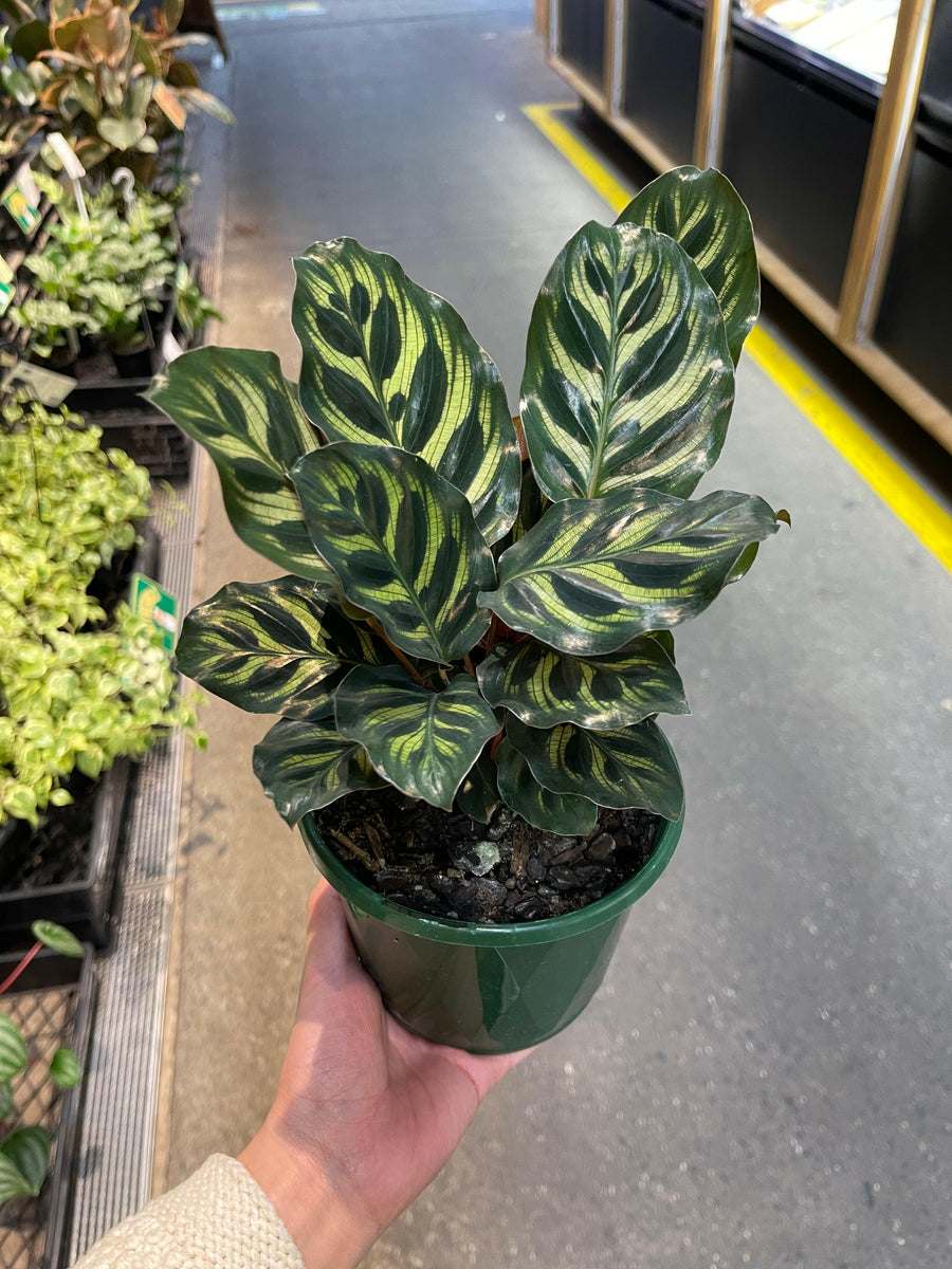 Calathea Makoyana Peacock Plant.