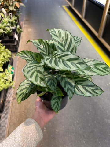 Calathea Freddy 130mm