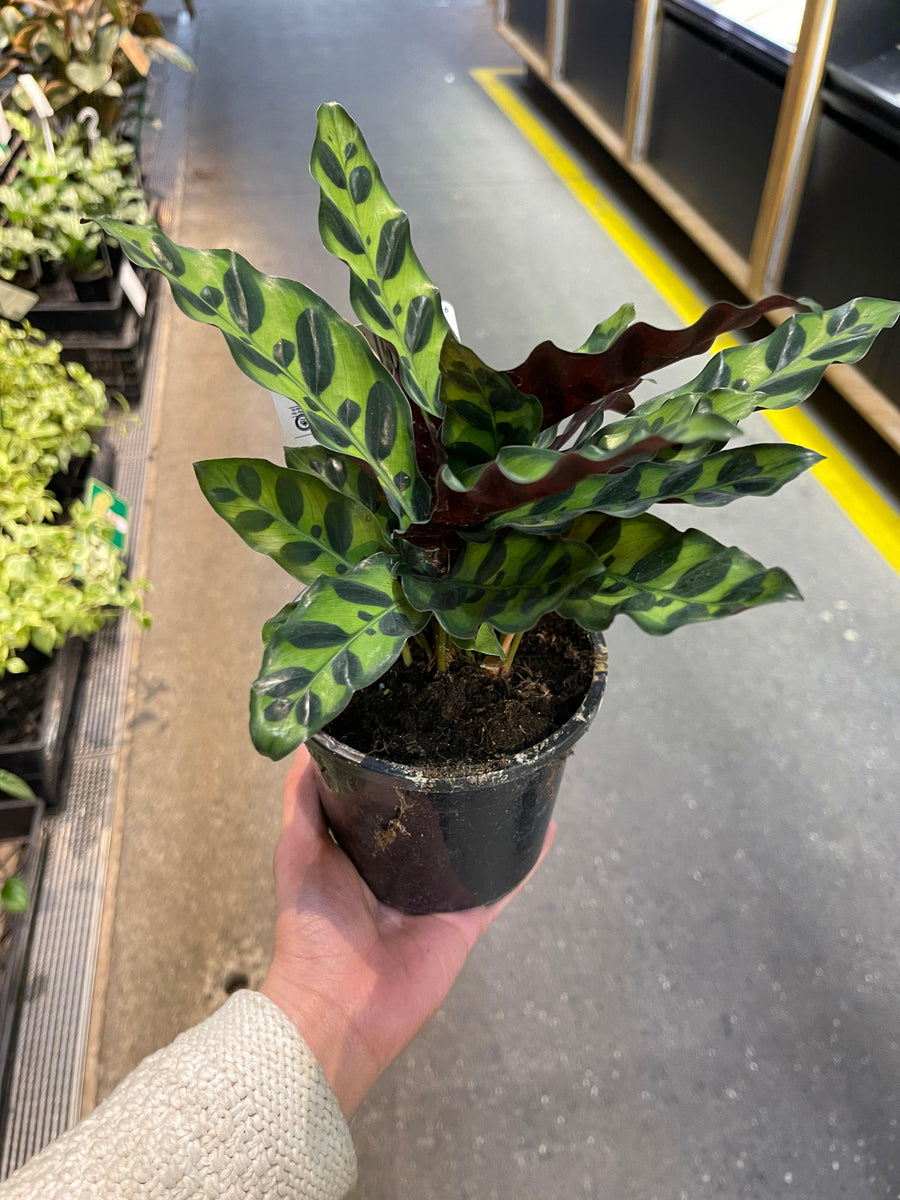 Calathea Lancifolia Rattlesnake Plant