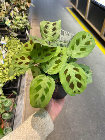Maranta Green Prayer Plant 130mm