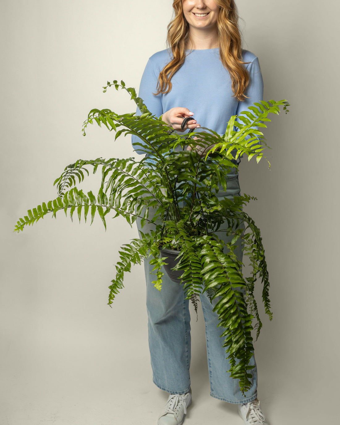 Macho Fern (Hanging Basket)