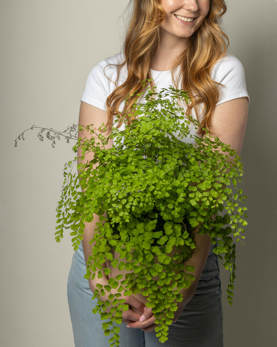 Maiden Hair Fern.
