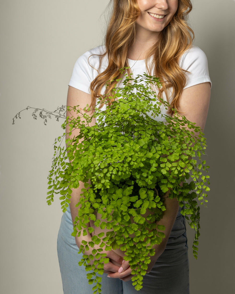 Maiden Hair Fern.