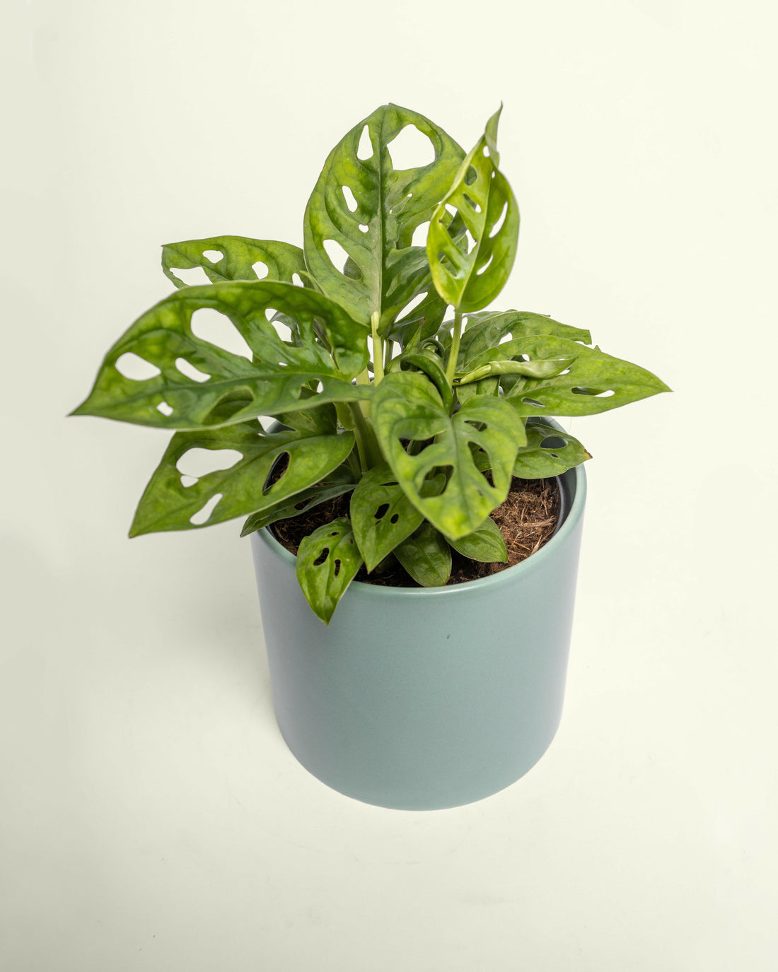 Monstera Monkey Mask 120mm.