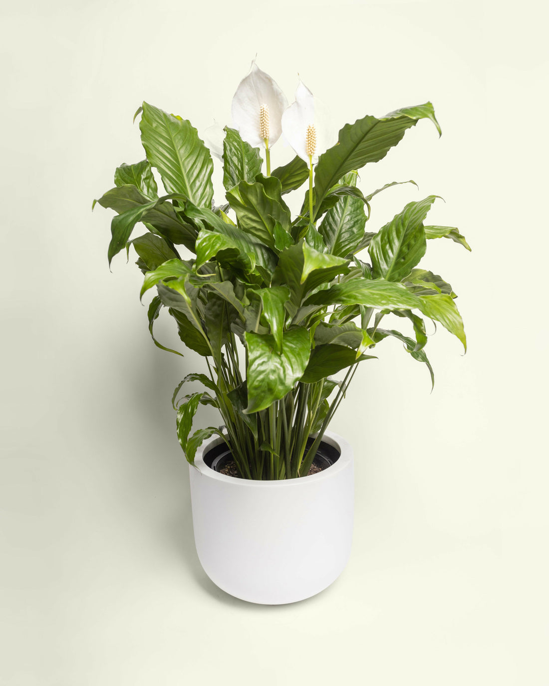 Spathiphyllum Peace Lily