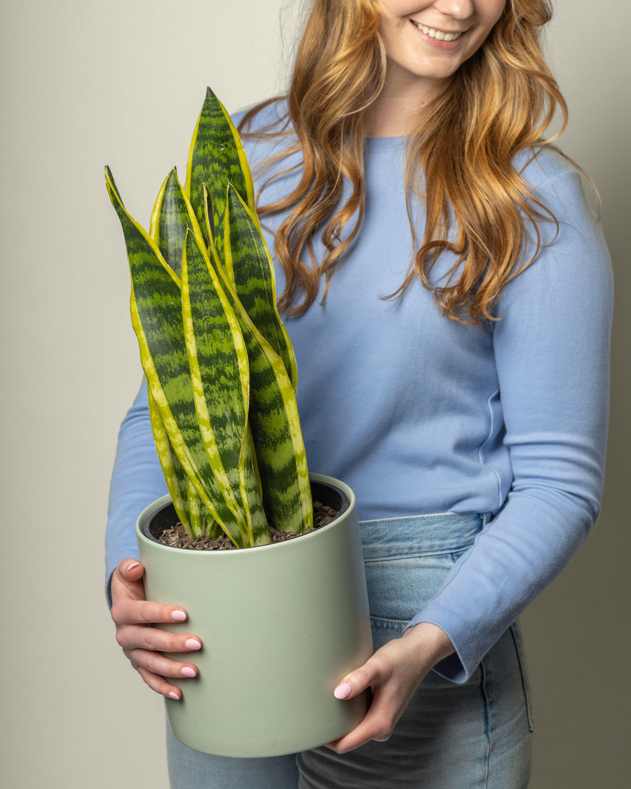 Sansevieria Snake Plant.