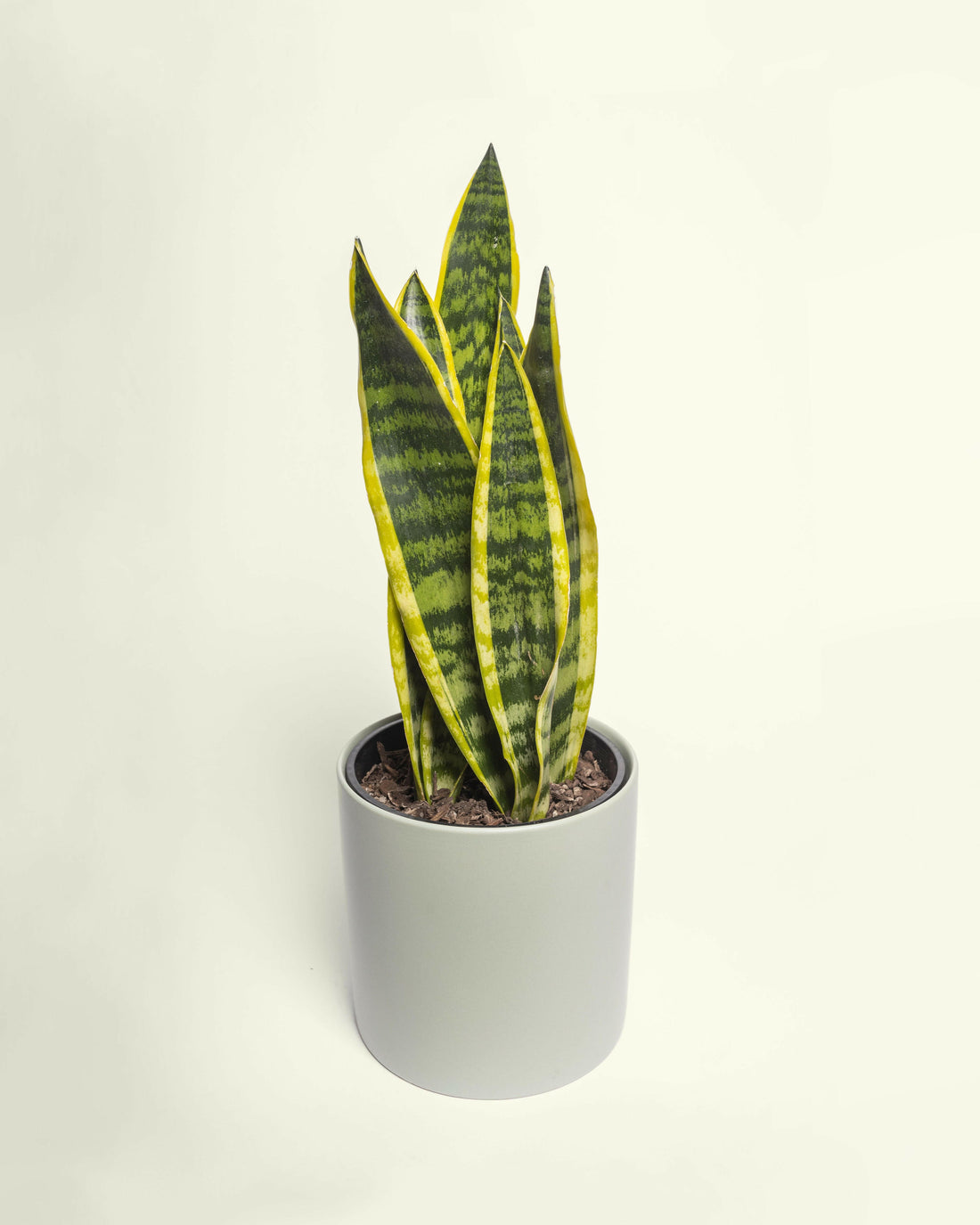 Sansevieria Snake Plant.