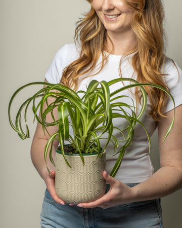 Spider Plant