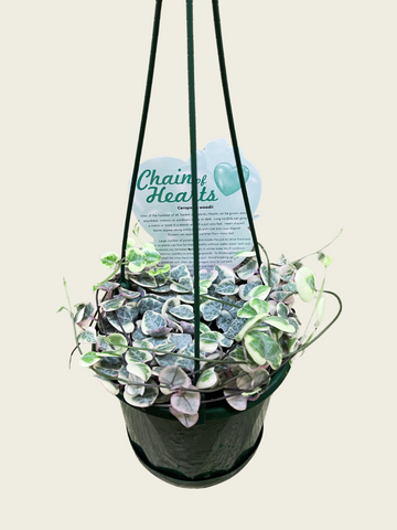 Chain of Hearts (120mm)