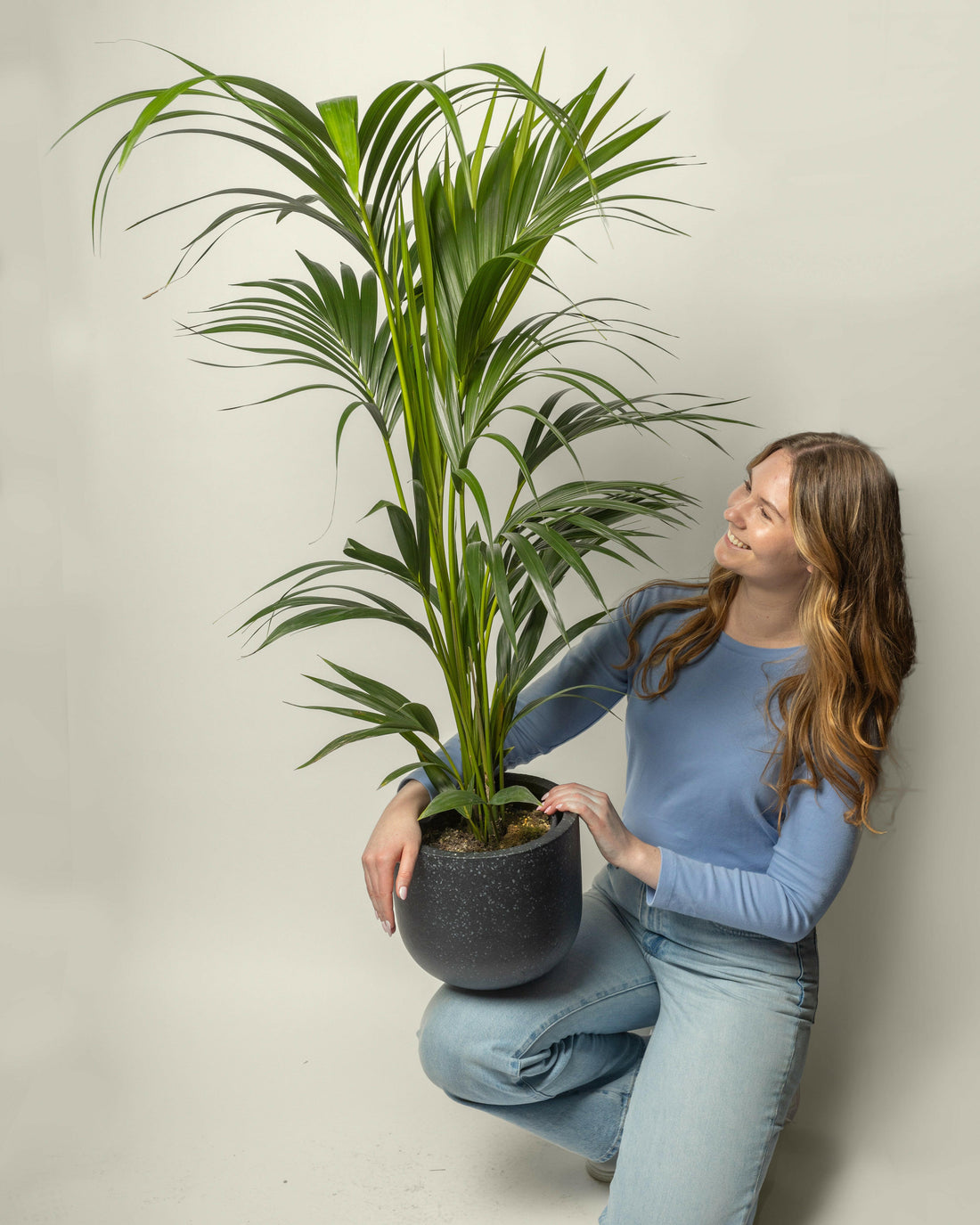 Kentia Palm Howea Forsteriana.