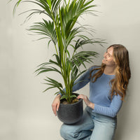 Kentia Palm Howea Forsteriana.