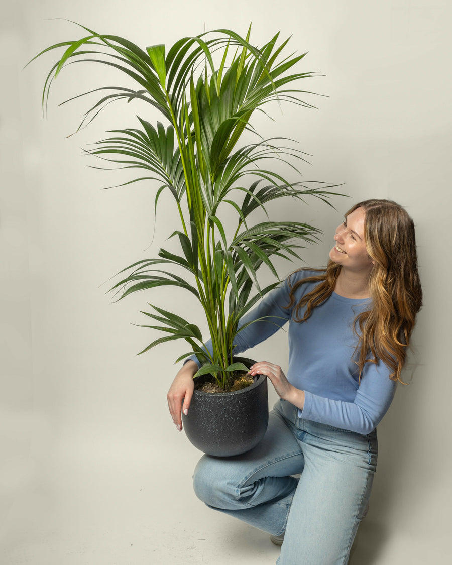 Kentia Palm Howea Forsteriana.