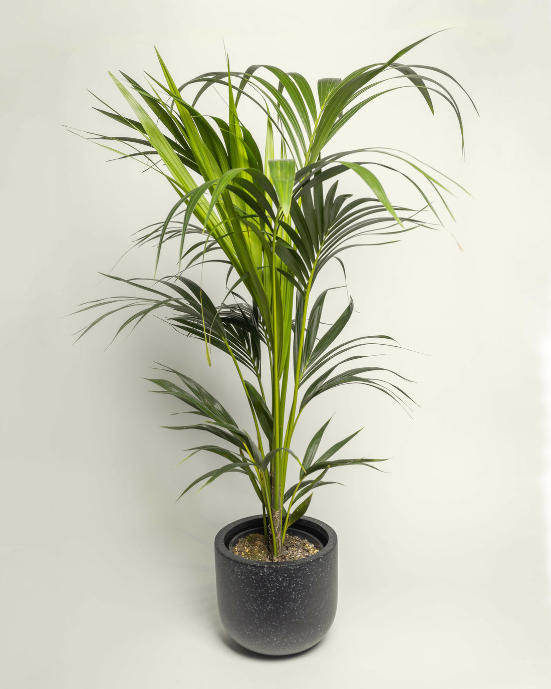 Kentia Palm Howea Forsteriana.