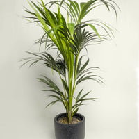 Kentia Palm Howea Forsteriana.