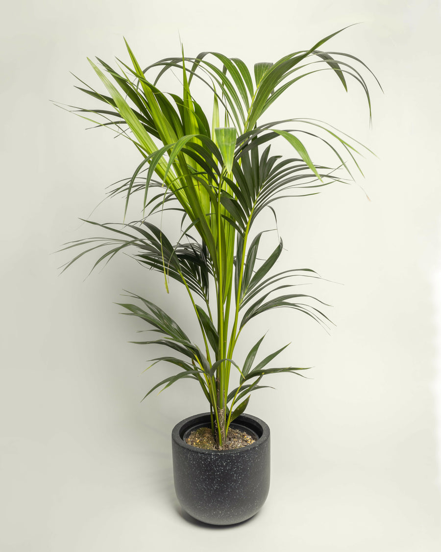 Kentia Palm Howea Forsteriana.