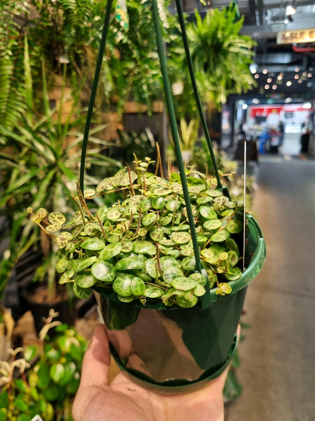 String of Turtles Plant – Peperomia Prostrata 130mm.