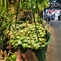 String of Turtles Plant – Peperomia Prostrata 130mm.