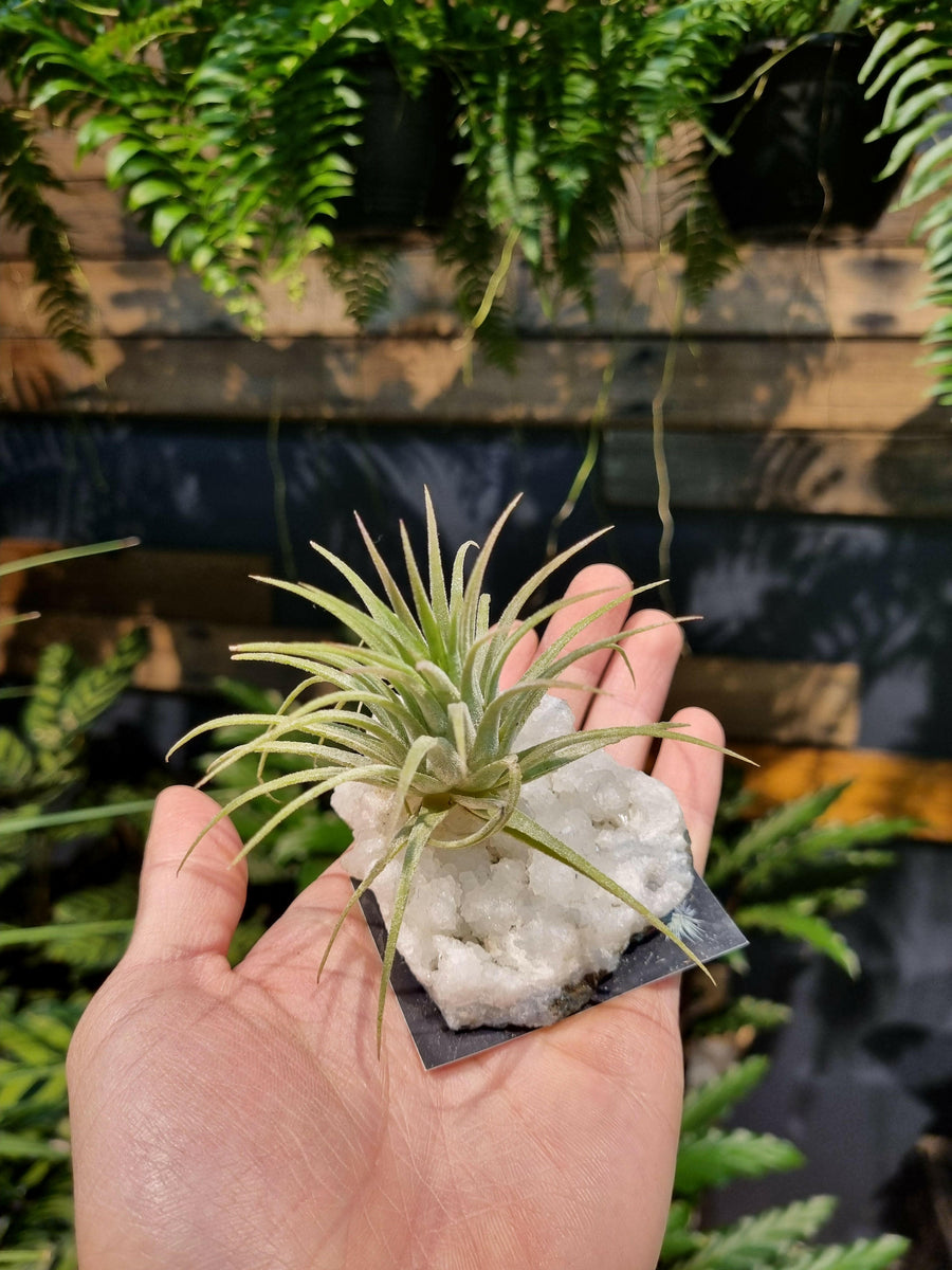 Assorted Air Plant (On the Rock).
