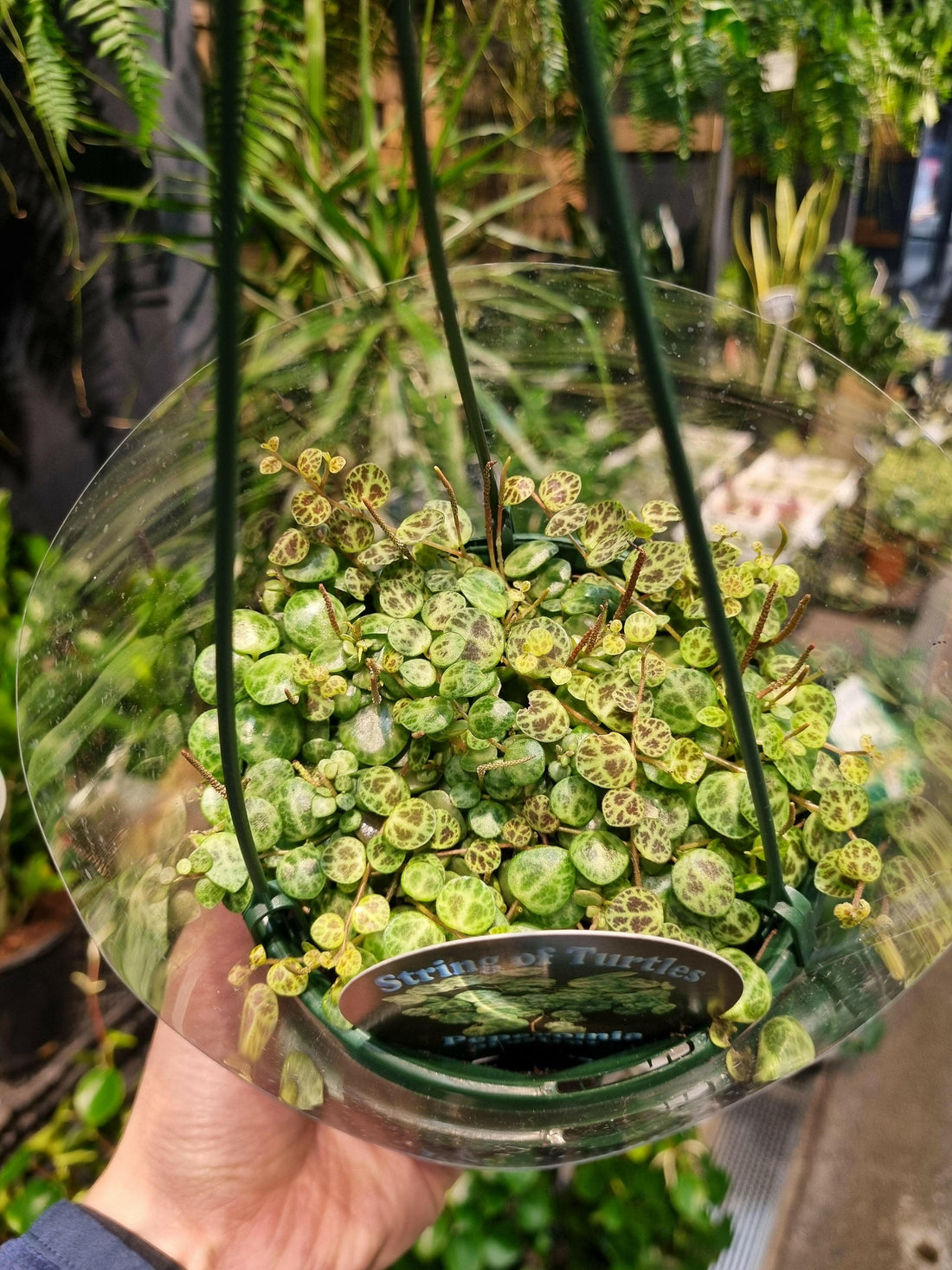 String of Turtles Plant – Peperomia Prostrata 130mm.
