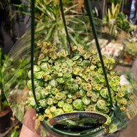 String of Turtles Plant – Peperomia Prostrata 130mm.