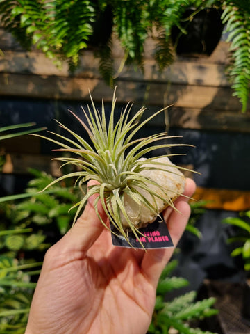 Assorted Air Plant (On the Rock)