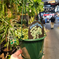 String of Turtles Plant – Peperomia Prostrata 130mm.