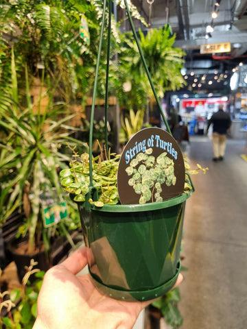 String of Turtles Plant – Peperomia Prostrata 130mm